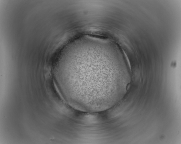 X0000091000236200708161944