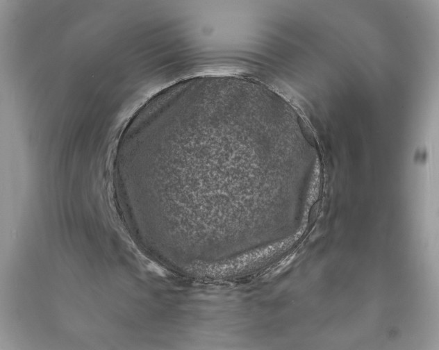 X0000091000337200708161942