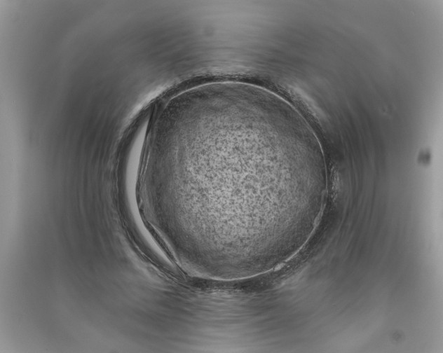 X0000091000684200708161938