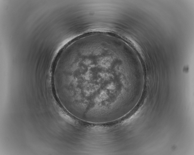 X0000091000779200708161937