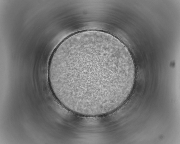 X0000091000836200708161936