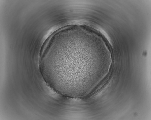 X0000091000994200708161934