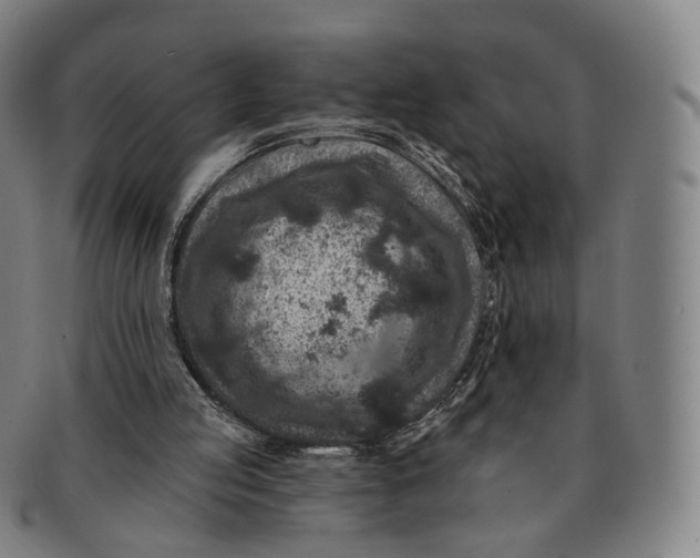 X0000091000053200708241459