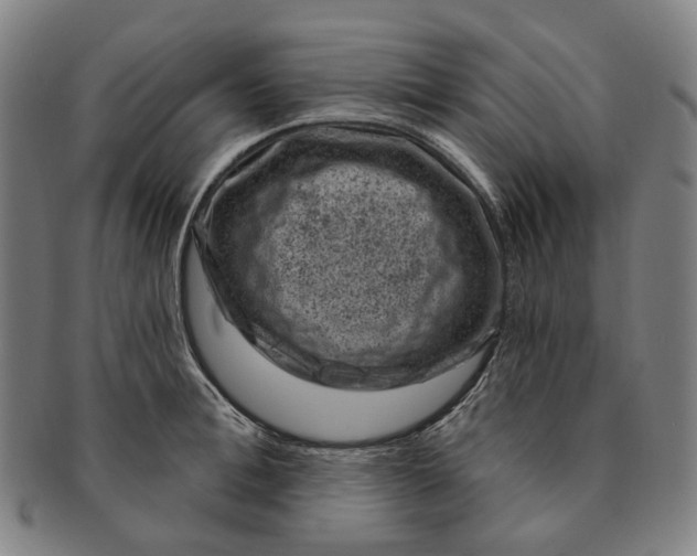 X0000091000996200708241445