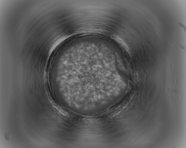 X0000091000928200708301331