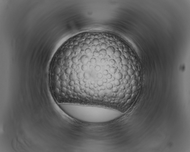 X0000091011483200708021356