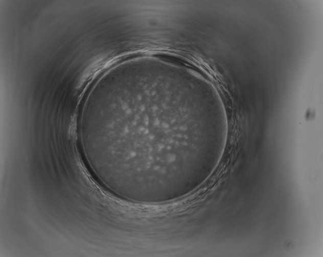 X0000091010002200708021559