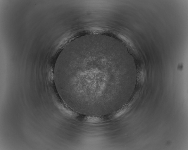 X0000091010766200708021548