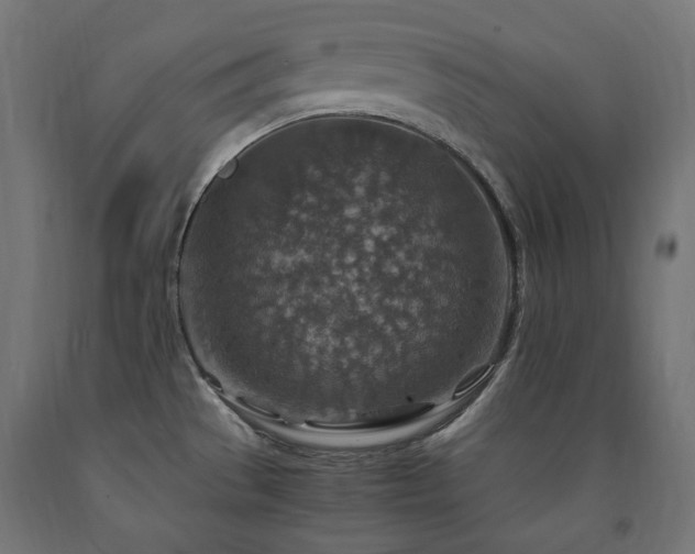 X0000091011529200708021537