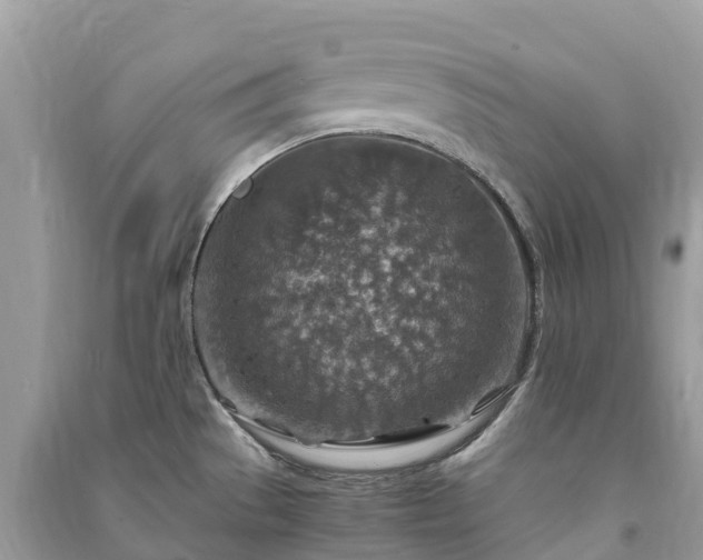 X0000091011529200708091550