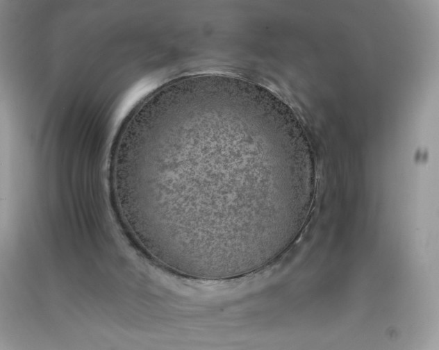 X0000091010006200708162007