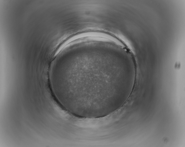 X0000091010009200708162007