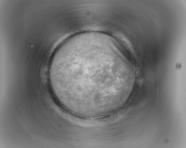 X0000091010012200708162007