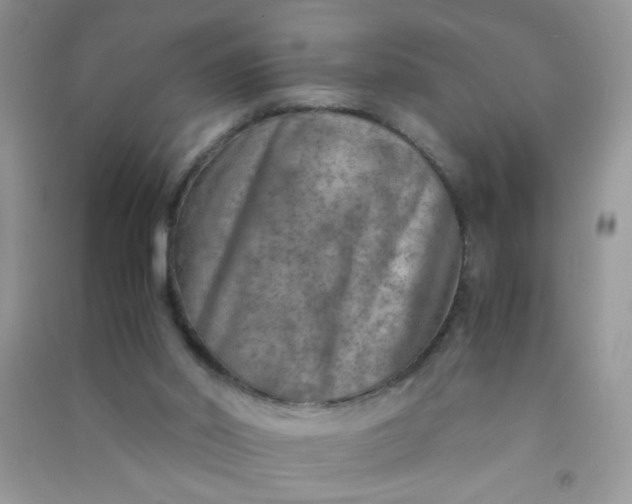 X0000091010014200708162007