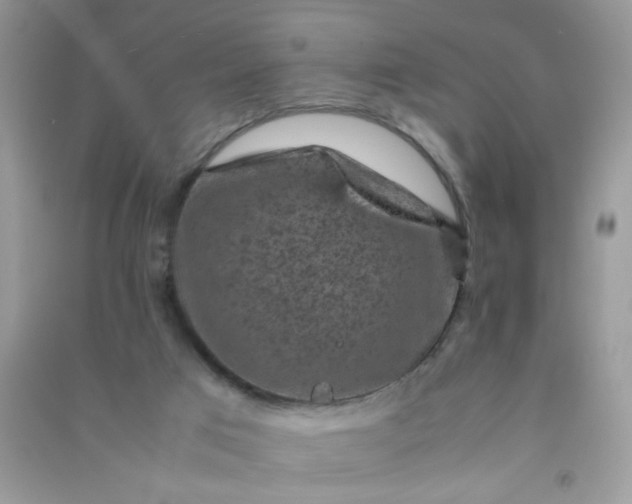 X0000091010017200708162007