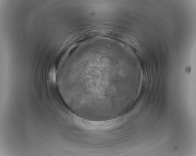 X0000091010046200708162007