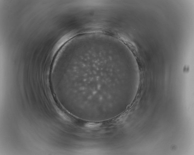 X0000091010051200708162006