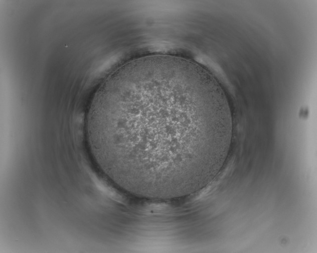 X0000091010066200708162006