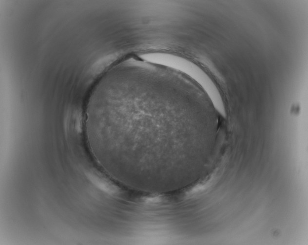 X0000091010068200708162006