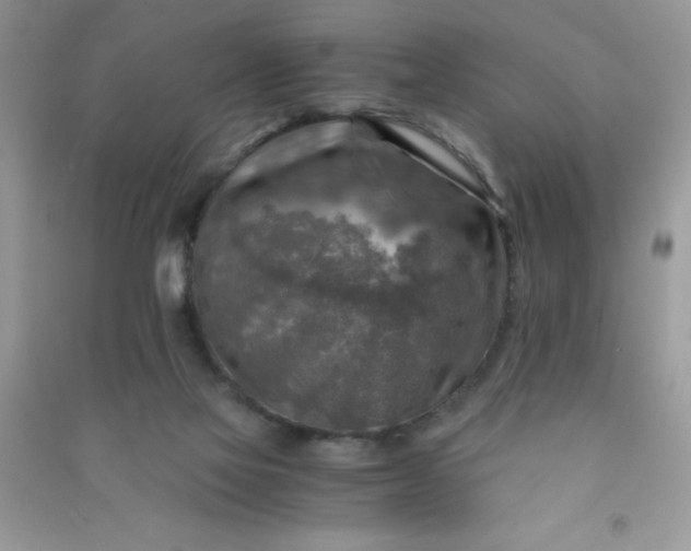 X0000091010069200708162006