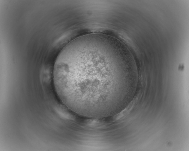 X0000091010074200708162007