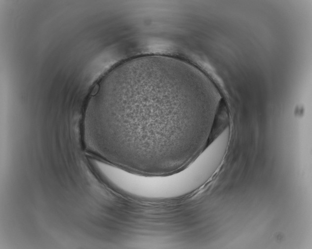 X0000091010154200708162005