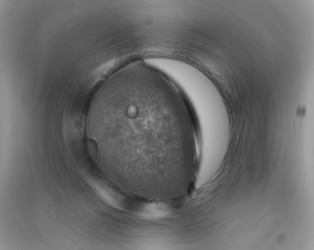 X0000091010168200708162005