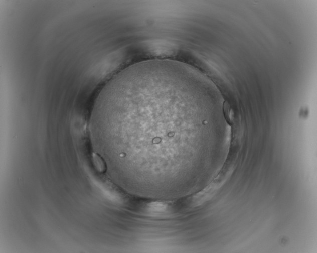 X0000091010176200708162005