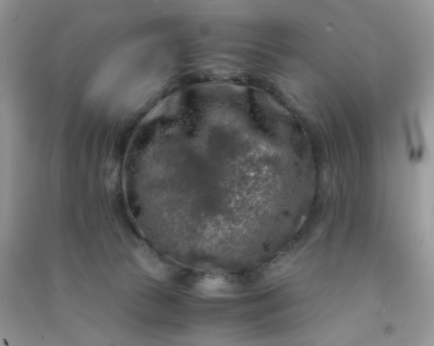 X0000091010177200708162005