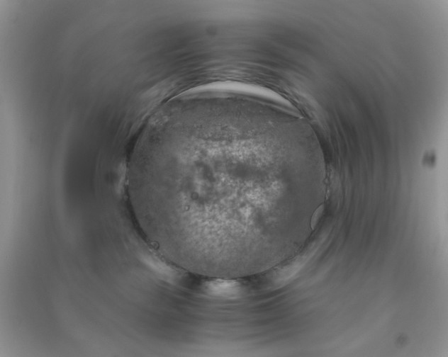 X0000091010189200708162006