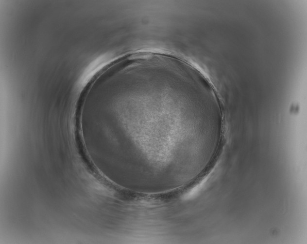 X0000091010199200708162005