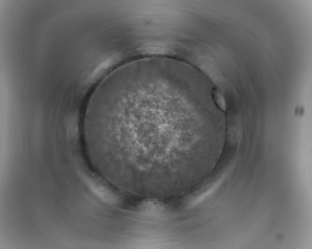 X0000091010207200708162005