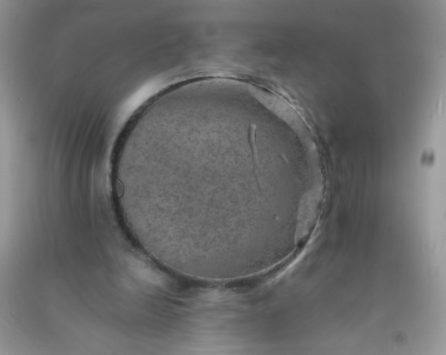 X0000091010246200708162004