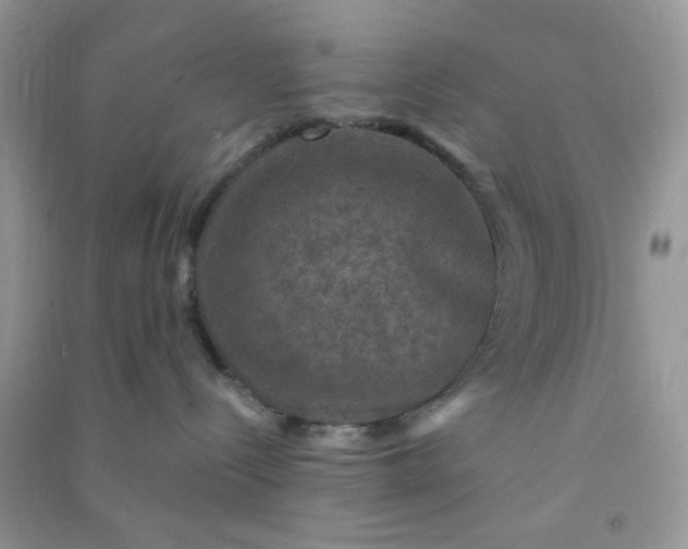 X0000091010288200708162004