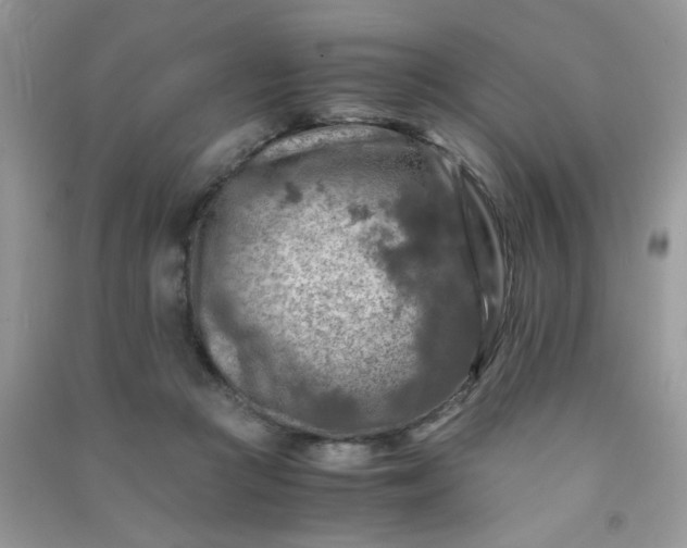 X0000091010361200708162003