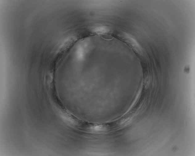 X0000091010365200708162003