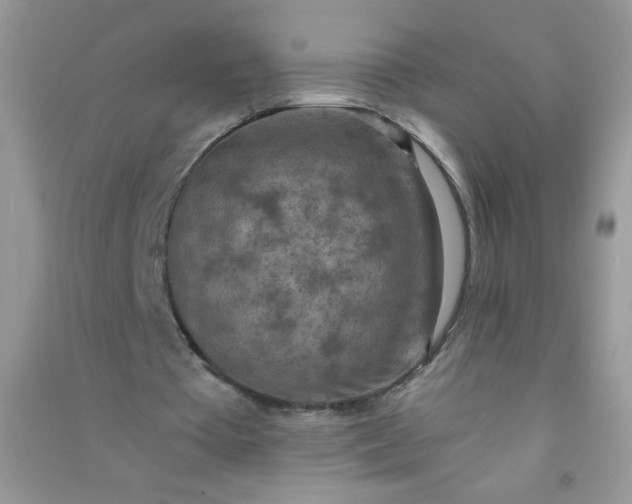 X0000091010385200708162003