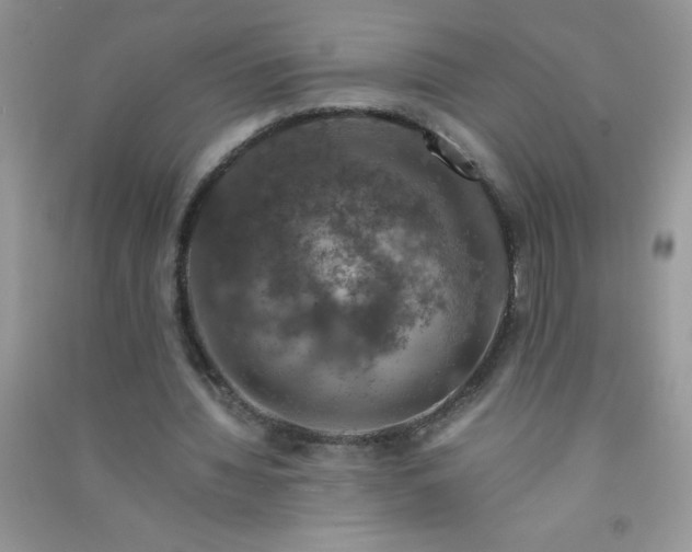 X0000091010436200708162001