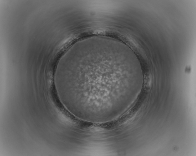 X0000091010648200708161959