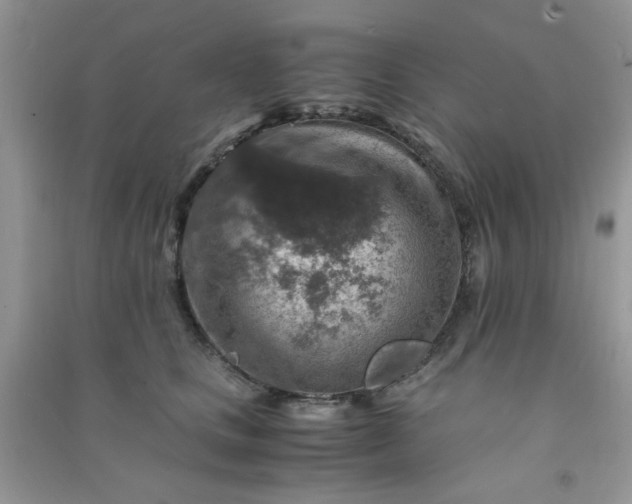 X0000091010661200708161959