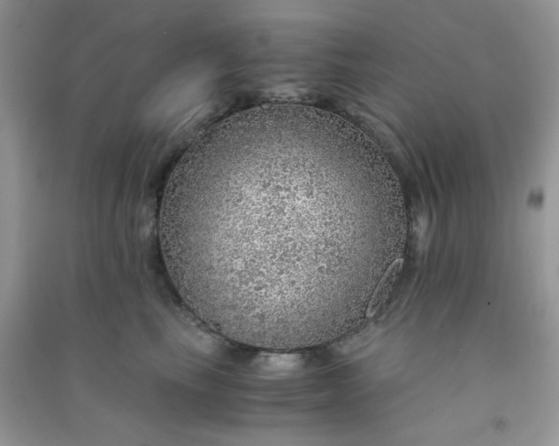 X0000091010665200708161959