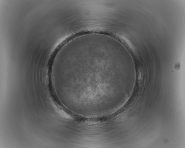 X0000091010684200708161959