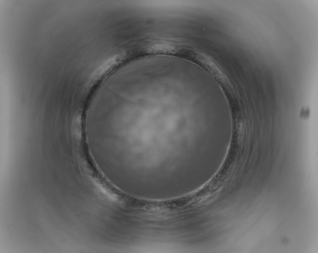 X0000091010729200708161958