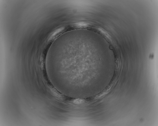 X0000091010762200708161958