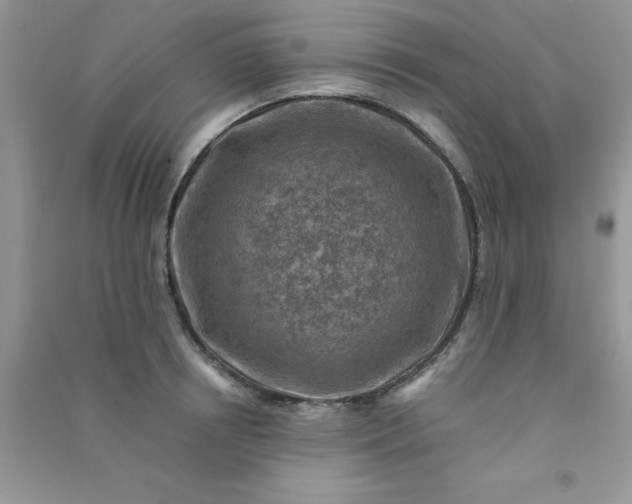 X0000091010850200708161957