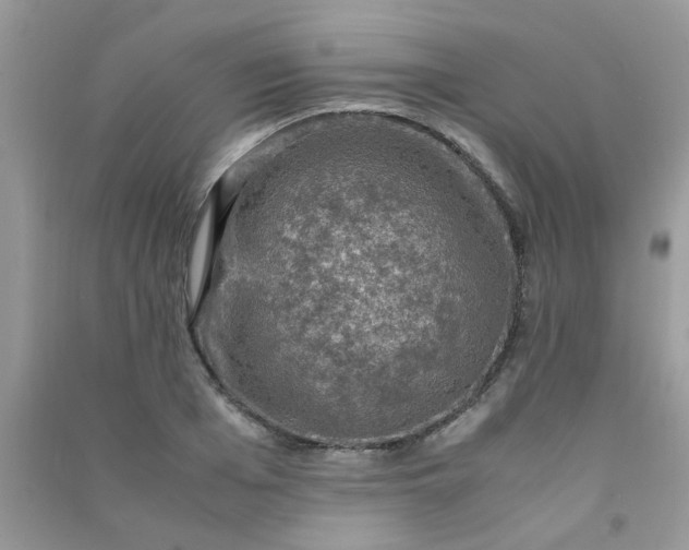 X0000091010985200708161955