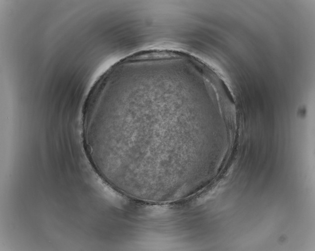 X0000091010990200708161954