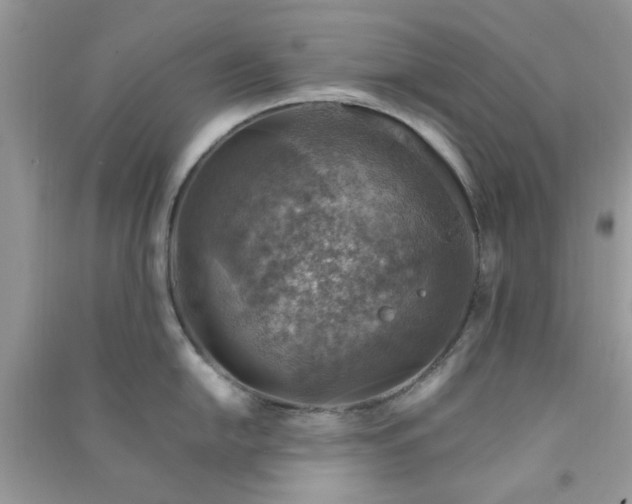 X0000091011054200708161954