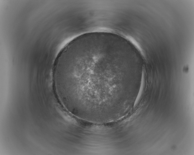 X0000091011364200708161950