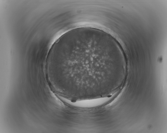 X0000091011529200708161948